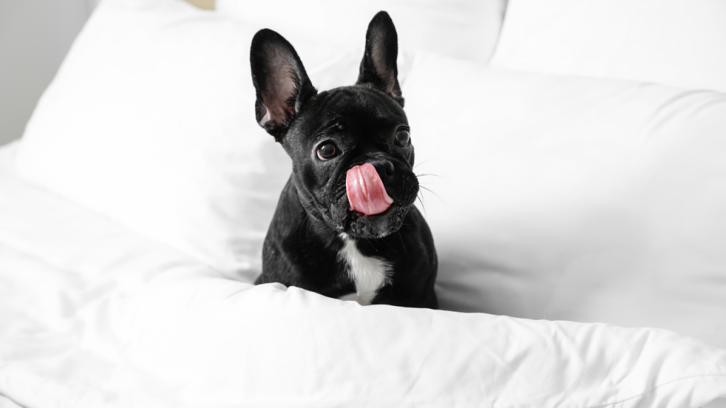 “Guice Bule, Founder and CEO of RochDog, sharing insights on dog-inclusive hospitality for the Hotel Voices Podcast.”